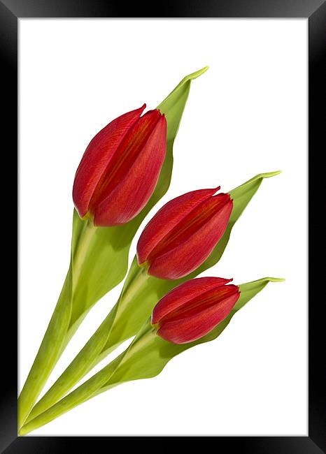 Fan of Tulips Framed Print by Kevin Tate