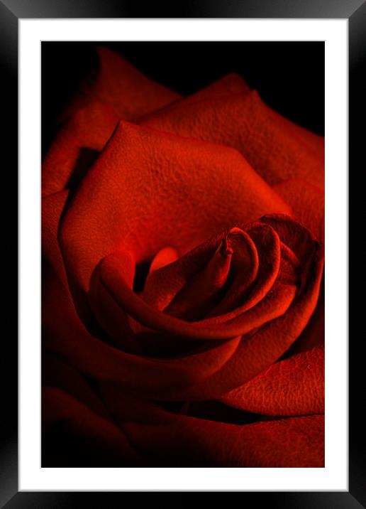 Scarlet Rose Framed Mounted Print by Ann Garrett