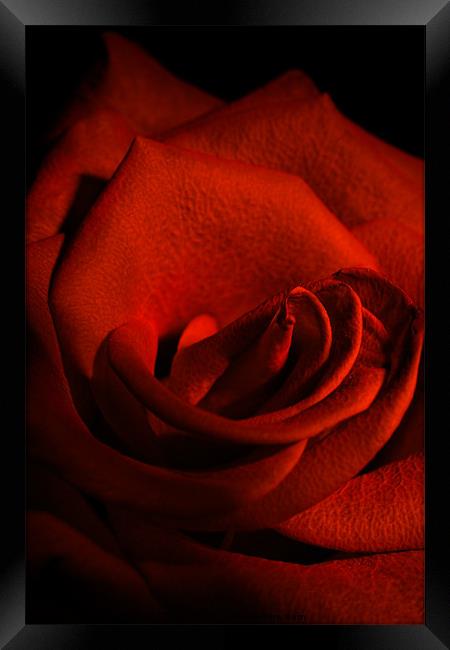Scarlet Rose Framed Print by Ann Garrett