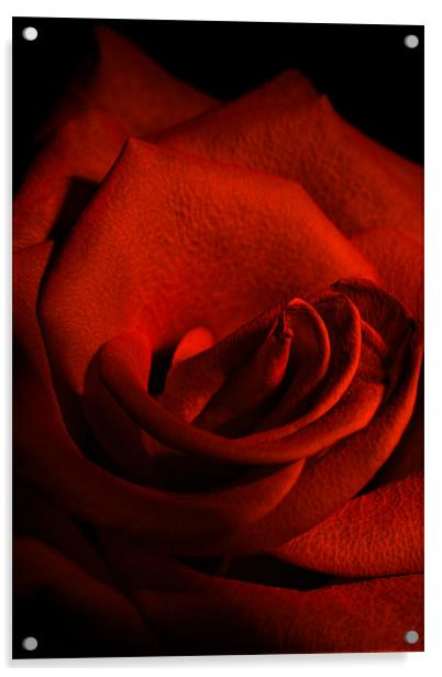 Scarlet Rose Acrylic by Ann Garrett
