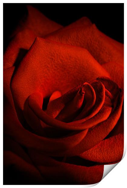Scarlet Rose Print by Ann Garrett