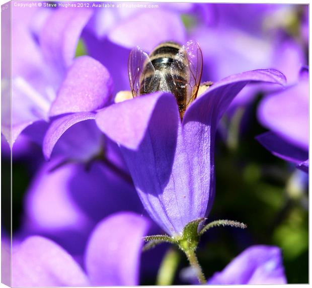 Busy hard working Bee Canvas Print by Steve Hughes