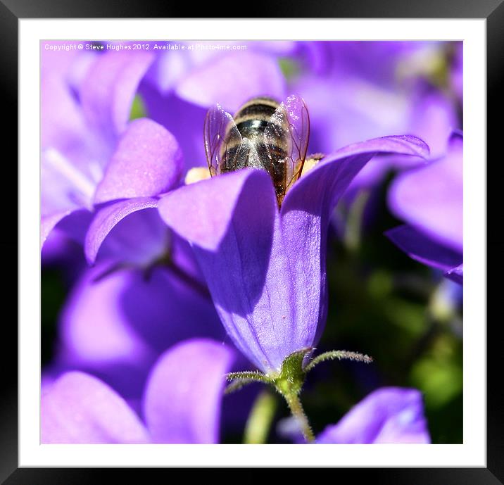 Busy hard working Bee Framed Mounted Print by Steve Hughes