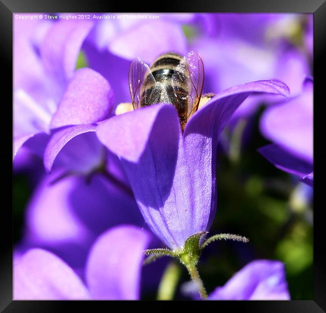 Busy hard working Bee Framed Print by Steve Hughes