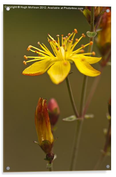 Plant, St Johns Wort, Hypericum perforatum, Flower Acrylic by Hugh McKean
