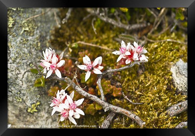 Plant, English Stonecrop, Sedum anglicum, Flowers Framed Print by Hugh McKean