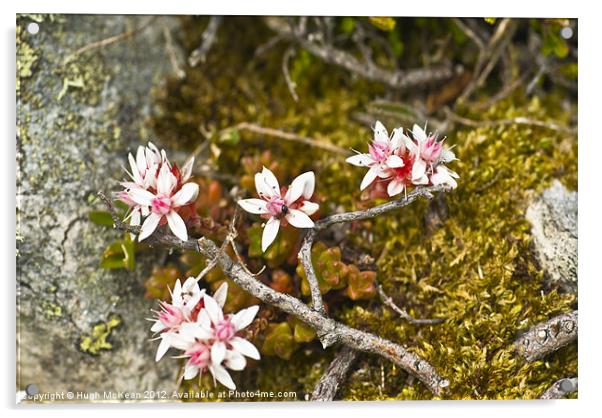 Plant, English Stonecrop, Sedum anglicum, Flowers Acrylic by Hugh McKean