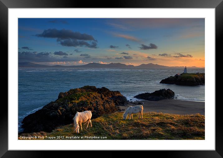 Ponies grazing at Llanddwyn Framed Mounted Print by Rory Trappe