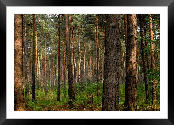 summer forest Framed Mounted Print by Heather Newton