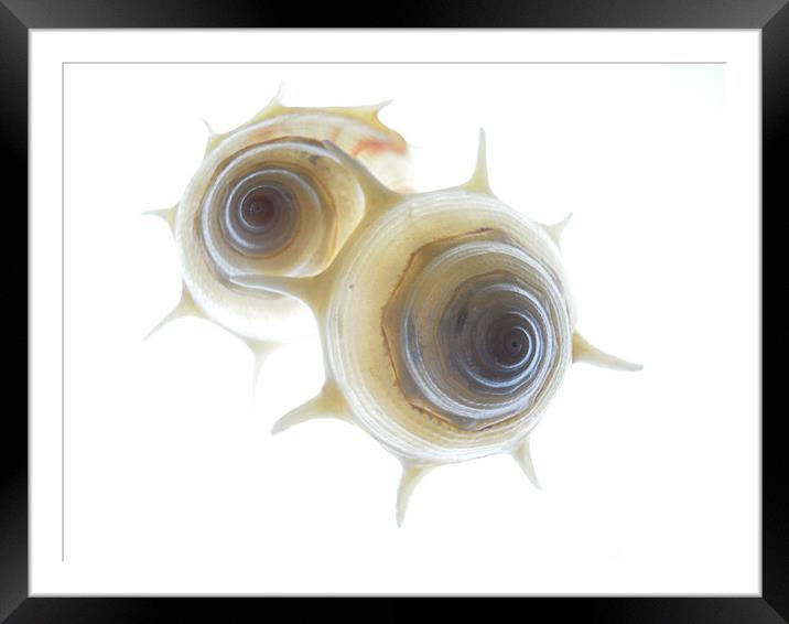 spiral shells 3 Framed Mounted Print by Heather Newton