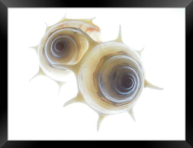 spiral shells 3 Framed Print by Heather Newton