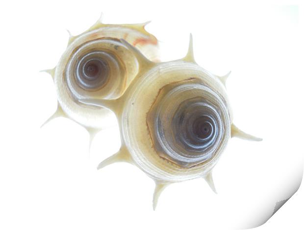 spiral shells 3 Print by Heather Newton