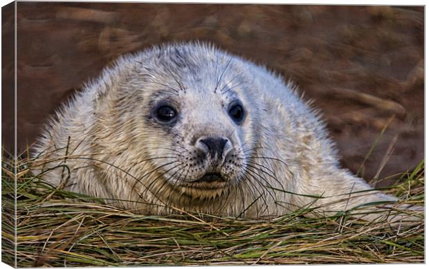 Seal Pup Canvas Print by Val Saxby LRPS
