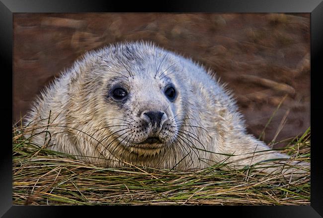 Seal Pup Framed Print by Val Saxby LRPS