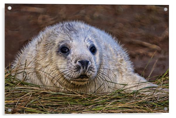 Seal Pup Acrylic by Val Saxby LRPS