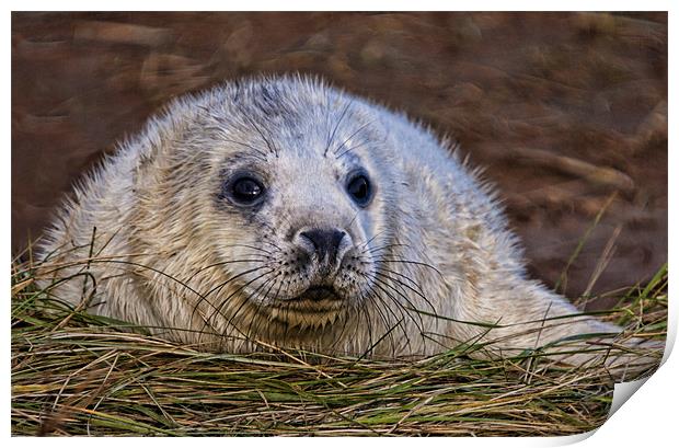 Seal Pup Print by Val Saxby LRPS