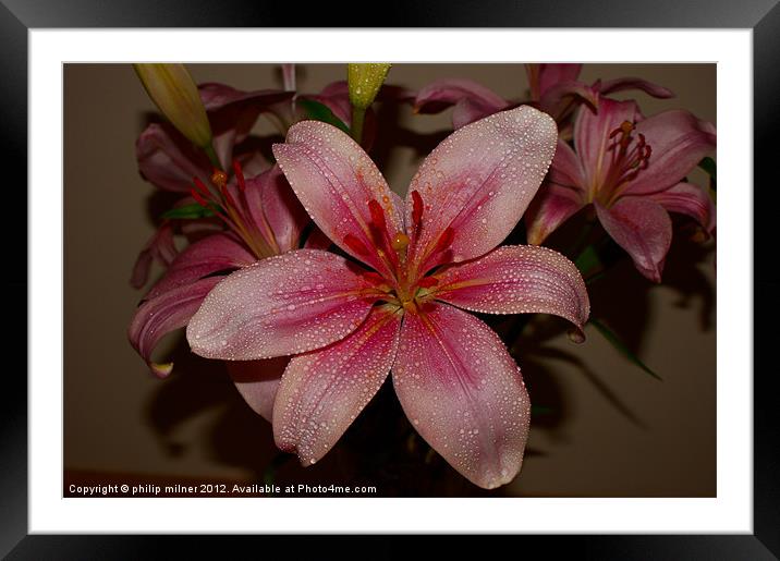 Lilly On It's Own Framed Mounted Print by philip milner