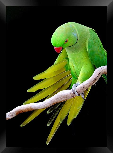 Indian Ringneck Parrot - Male Framed Print by Mikaela Fox