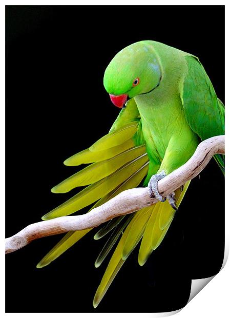 Indian Ringneck Parrot - Male Print by Mikaela Fox