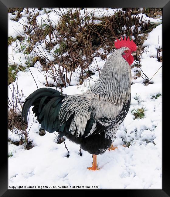 Cockerel in the Snow Framed Print by James Hogarth