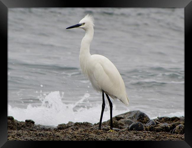 Little Egret Framed Print by barbara walsh