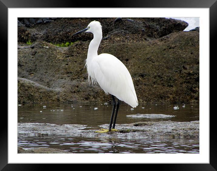 Little Egret Framed Mounted Print by barbara walsh