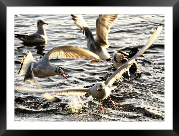 Seagull Squabble Framed Mounted Print by Jack Jacovou Travellingjour