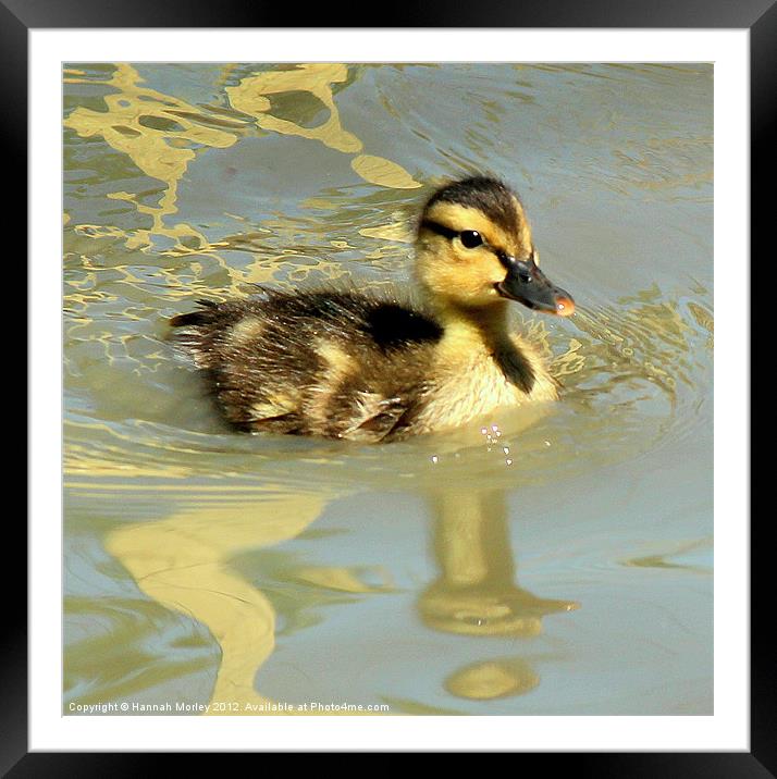 Duckling Framed Mounted Print by Hannah Morley