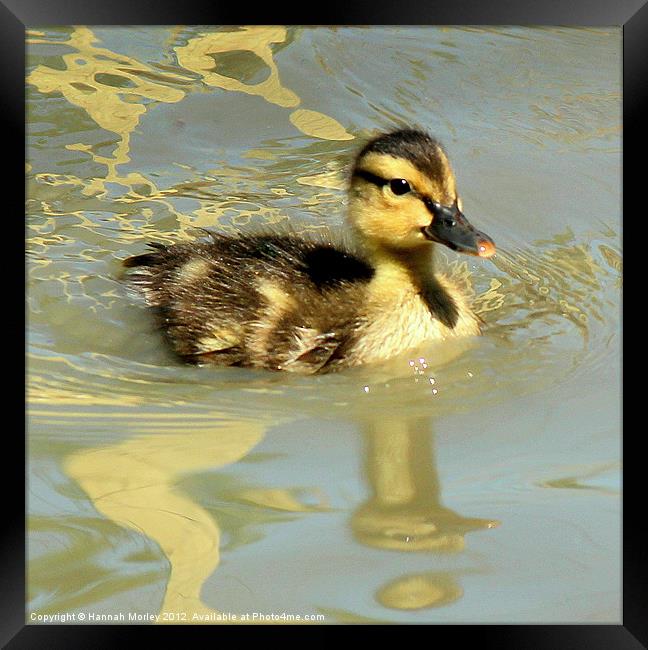 Duckling Framed Print by Hannah Morley