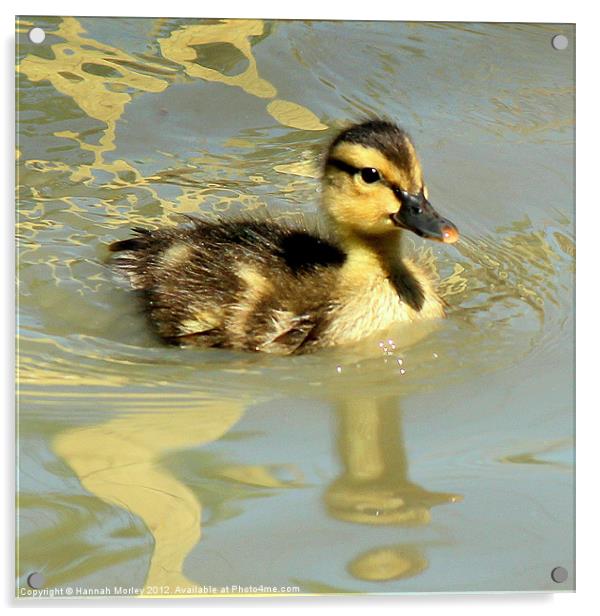 Duckling Acrylic by Hannah Morley