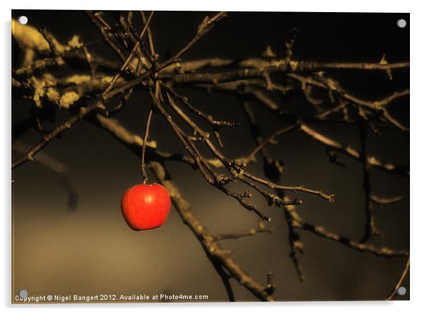 Apple Acrylic by Nigel Bangert