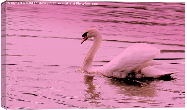 Pink Swan Canvas Print by Hannah Morley