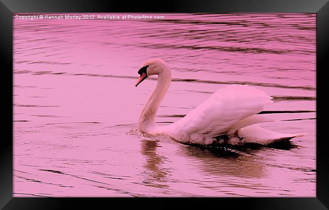 Pink Swan Framed Print by Hannah Morley