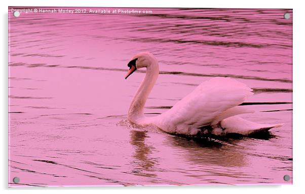 Pink Swan Acrylic by Hannah Morley