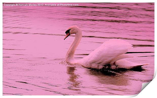 Pink Swan Print by Hannah Morley