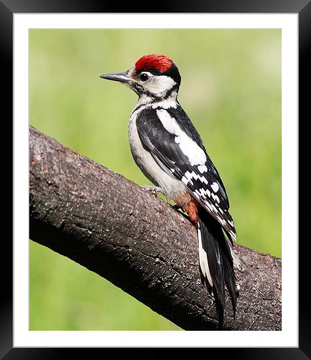 Great spotted woodpecker Framed Mounted Print by Grant Glendinning