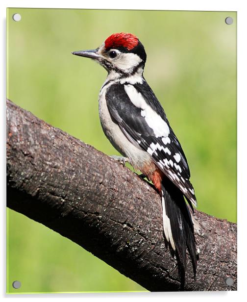 Great spotted woodpecker Acrylic by Grant Glendinning
