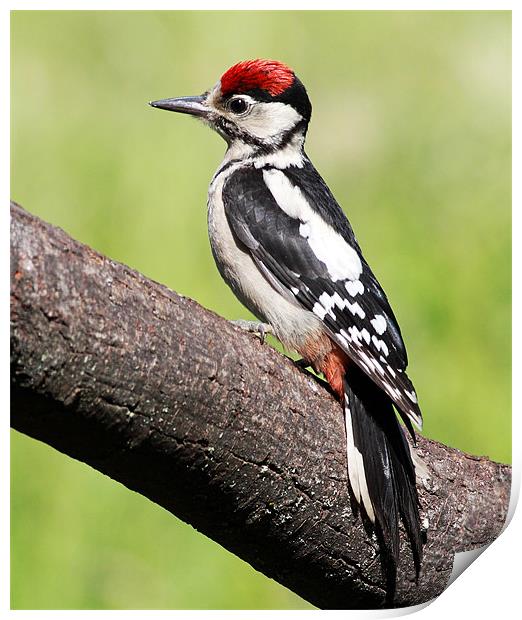 Great spotted woodpecker Print by Grant Glendinning