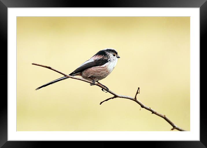 Long-tailed tit Framed Mounted Print by Grant Glendinning