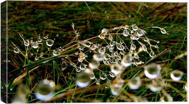 After the rain Canvas Print by barbara walsh