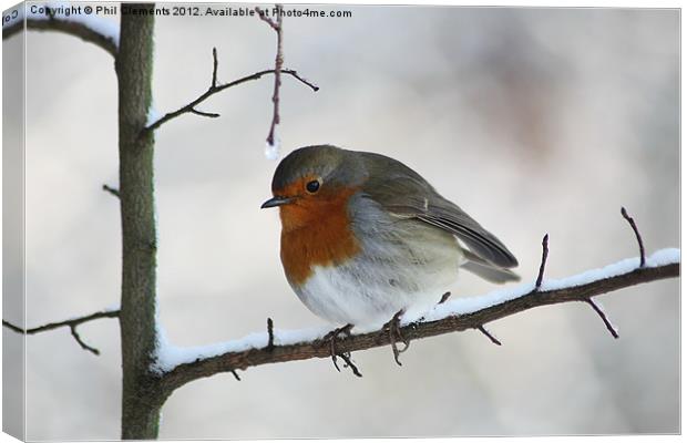Robin Red-Breast Canvas Print by Phil Clements
