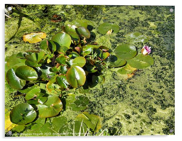 Lily Pond Acrylic by James Hogarth