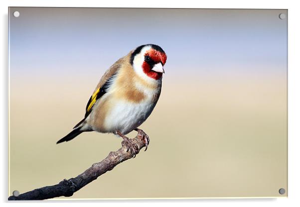 Goldfinch Acrylic by Grant Glendinning