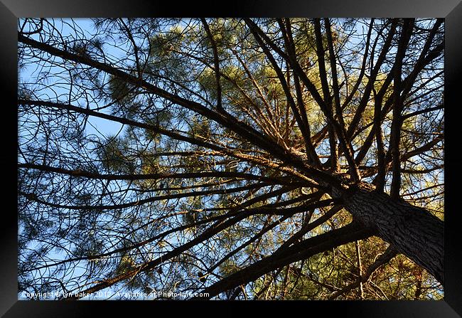 reach for the sky Framed Print by lyn baker