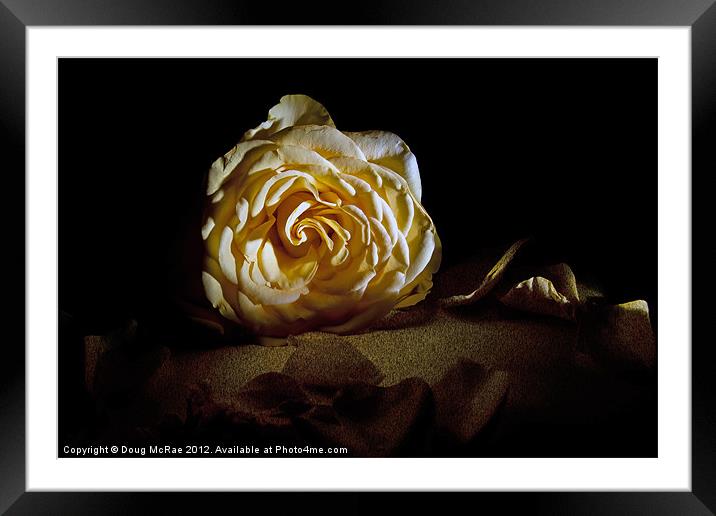 Rose yellow Framed Mounted Print by Doug McRae