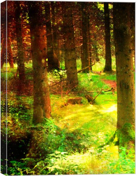 A Walk in the Woods. Canvas Print by Heather Goodwin
