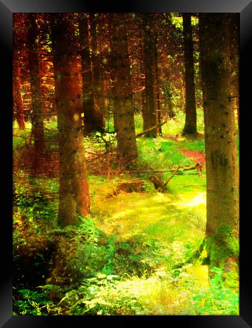 A Walk in the Woods. Framed Print by Heather Goodwin