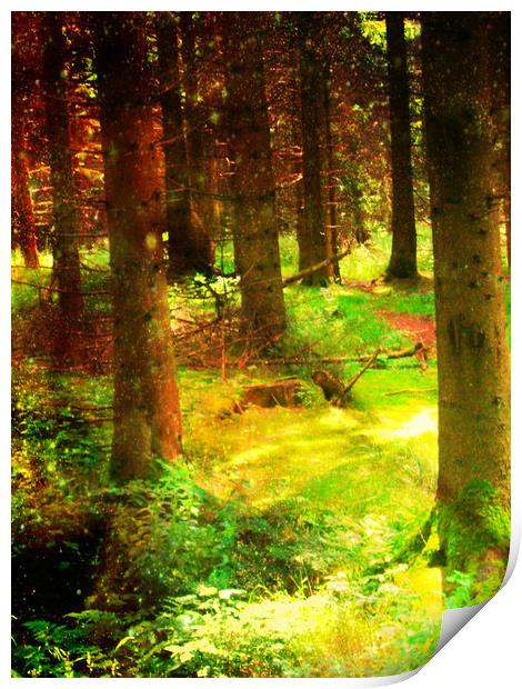 A Walk in the Woods. Print by Heather Goodwin
