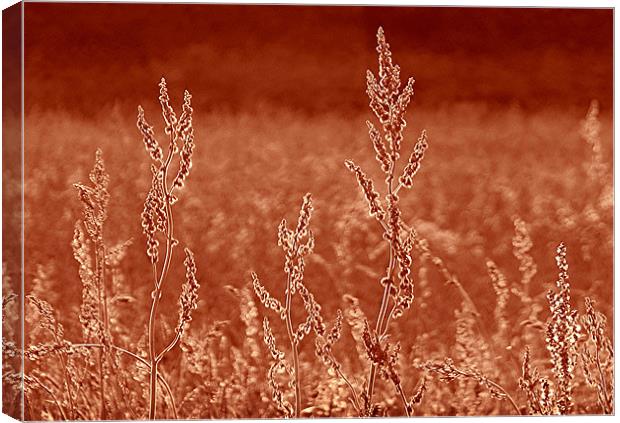 Rustic Field Canvas Print by paulette hurley