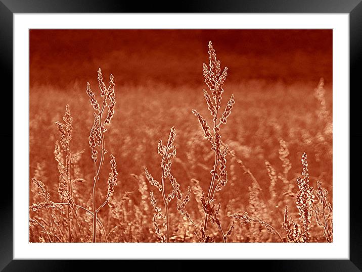 Rustic Field Framed Mounted Print by paulette hurley